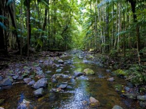 Nambucca Valley forest river photo