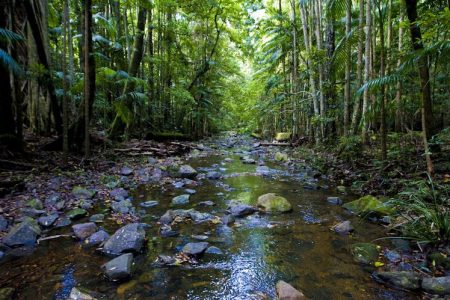 Nambucca Valley forest river photo