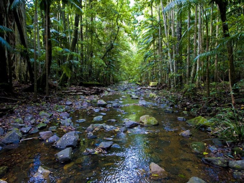 Nambucca Valley forest river photo