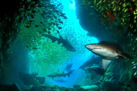 scuba