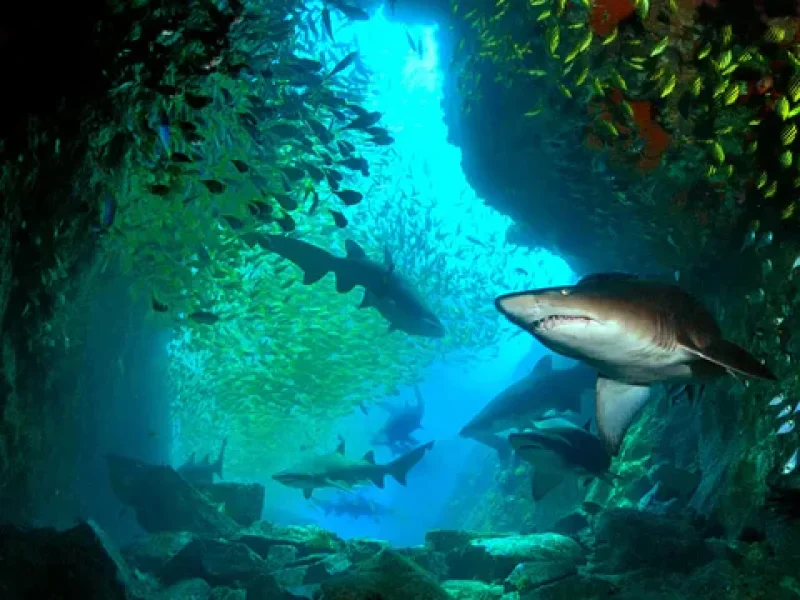 scuba